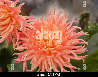 Close up of rose-orange Parc Princess un cactus dahlia plante tubéreuse qui est la moitié de feuillus et hardy Banque D'Images