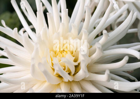 Close up de Playa Blanca un cactus dahlia blanc une plante tubéreuse qui est la moitié de feuillus et hardy Banque D'Images