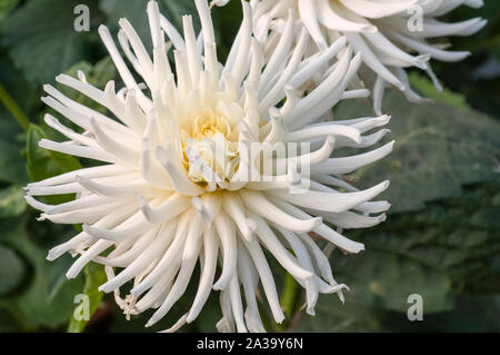 Close up de Playa Blanca un cactus dahlia blanc une plante tubéreuse qui est la moitié de feuillus et hardy Banque D'Images