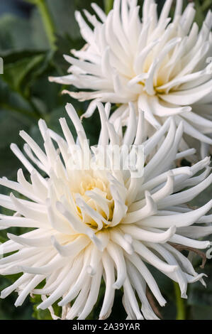 Close up de Playa Blanca un cactus dahlia blanc une plante tubéreuse qui est la moitié de feuillus et hardy Banque D'Images