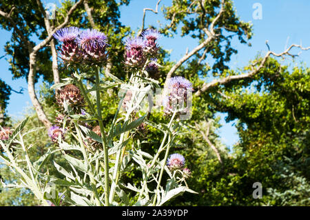 Cynrar cardunculus cardon () d'autres noms sont l'Artichaut Cardon et d'Artichauts sauvages. Fleurs de l'été et l'automne est une plante vivace et est entièrement hardy. Banque D'Images