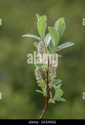 Nain saule (Salix herbacea), poussant dans les montagnes de Jotunheimen, Norvège Banque D'Images