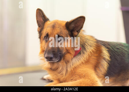 Chien de berger. Regard de chien triste et fatigué. Le chien de la série à propos de détectives. Banque D'Images