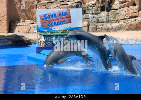 Durban, Afrique du Sud, l'Ushaka Marine World, groupe, grand dauphin, Tursiops aduncus, sauter, de l'éducation par le divertissement, animal en voie de disparition Banque D'Images