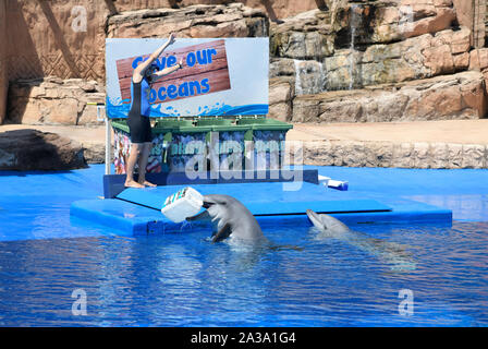 Durban, Afrique du Sud, l'Ushaka Marine World, la pollution plastique, grand dauphin, Tursiops aduncus, jeter le contenant d'emballage dans le bac de recyclage Banque D'Images