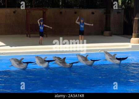 Durban, Afrique du Sud, l'Ushaka Marine World, homme, femme, l'interaction des animaux, dauphins, grand dauphin, Tursiops aduncus, show, attraction touristique Banque D'Images