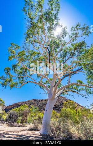 La plus grande et la plus ancienne ghost gum tree en Australie est situé dans l'East MacDonnell Ranges dans le Territoire du Nord, Australie. Banque D'Images