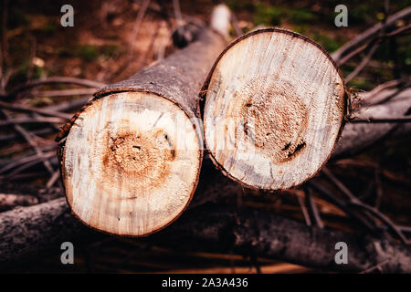 Grumes à sciages de deux allongé sur le sol, concept de la déforestation des forêts. Banque D'Images
