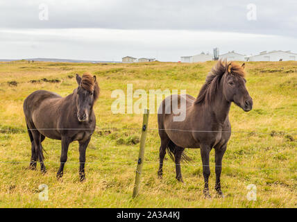 Deux chevaux islandais en Islande Banque D'Images