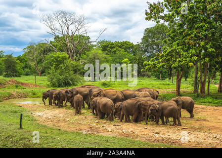 L'éléphant d'Udawalawe Accueil Transit au Sri Lanka Banque D'Images