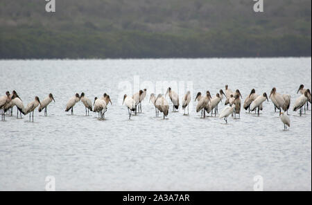 Un grand groupe de wood stork Mycteria americana oiseaux grues Unare alimentation humide Lagon Venezuela Banque D'Images