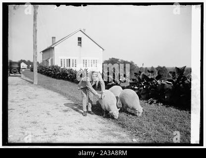 Sec. Wallace, à Beltsville, Maryland], [ferme avec moutons southdown, [8/18/24] Banque D'Images