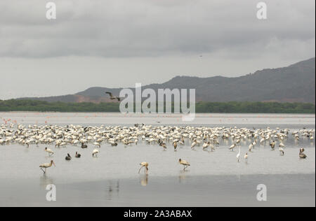 L'écosystème estuarien avec un grand groupe de wood stork Mycteria americana grues, flamants roses et oiseaux des zones humides Venezuela Lagoon Unare alimentation Banque D'Images