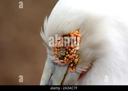 Cigogne Maguari (Ciconia maguari) gros plan de visage, yeux et bec Banque D'Images