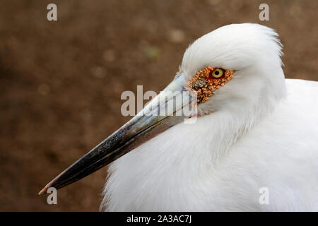 Cigogne Maguari (Ciconia maguari) gros plan de visage, yeux et bec Banque D'Images