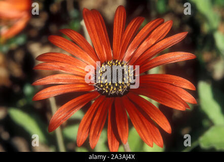 GROS PLAN DE LA FLEUR ARCTOTIS X HYBRIDA 'RED MAGIC' COMMUNÉMENT APPELÉE MARGUERITES AFRICAINES, MARGUERITES DU CAP OU GOUSBLOM.. Banque D'Images