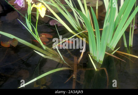 DRAPEAU JAUNE IRIS (IRIS PSEUDACORUS) POUSSANT DANS UN PETIT ÉTANG DE JARDIN AVEC DES POISSONS ROUGES NAGEANT À PROXIMITÉ. AUSTRALIE. Banque D'Images