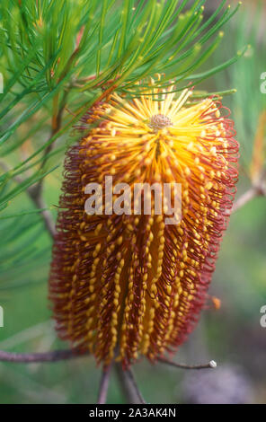 BANKSIA ERICIFOLIA HEATH) également connu sous le nom de HEATH OU À FEUILLES DE CHÈVREFEUILLE-ROUGE Banque D'Images