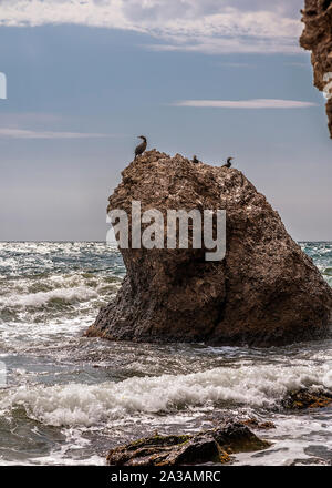 La Russie, péninsule de Crimée. Environs de Sudak. L'étendue de terre Alchak Kaya. Les cormorans assis sur une pierre dans une petite houle. Banque D'Images