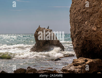 La Russie, péninsule de Crimée. Environs de Sudak. L'étendue de terre Alchak Kaya. Les cormorans assis sur une pierre dans une petite houle. Banque D'Images