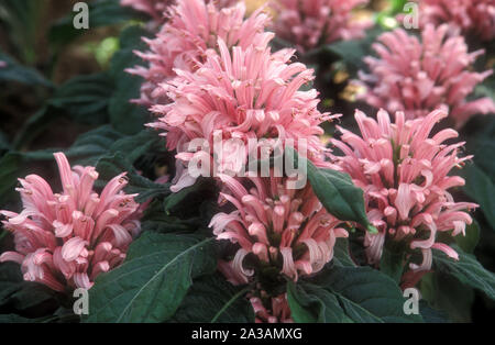 CLOSE UP DE FLEURS DE LA JUSTICIA CARNEA PLANTE, COMMUNÉMENT APPELÉ TROP LOIN DE L'HÔPITAL OU DU SANG DE JÉSUS ; en général, IL DEVIENT ROUGE Lorsque bouilli avec de l'eau. Banque D'Images