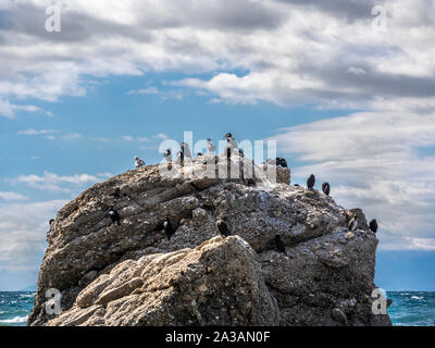 La Russie, péninsule de Crimée. Environs de Sudak. L'étendue de terre Alchak Kaya. Les cormorans assis sur une pierre dans une petite houle. Banque D'Images