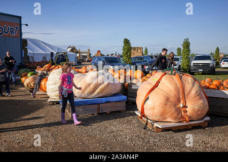 Des citrouilles géantes sont exposées à la ferme Bauman de Gervais, Oregon, le samedi 5 octobre 2019. Banque D'Images