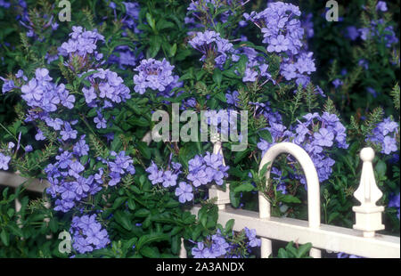 PLUMBAGO AURICULATA PLUMBAGO CAPENSIS (SYN GRANDIT EN BANLIEUE DE CLÔTURE ACCUEIL À SYDNEY. Banque D'Images