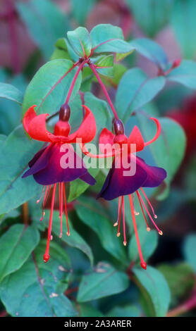 Close-up of les fleurs d'une plante fuchsia. Une piscine intérieure et extérieure. Banque D'Images