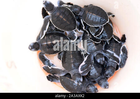 Green turtle hatchling dans un seau Banque D'Images