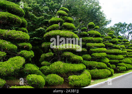 En forme de cône magique arbres bordent la route dans un parc spectaculaire à Busan en Corée du Sud. Banque D'Images