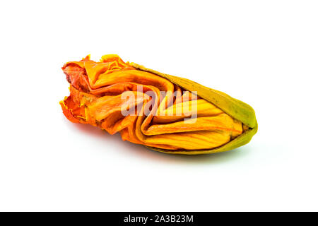 African Tulip Flower isolated on white background Banque D'Images