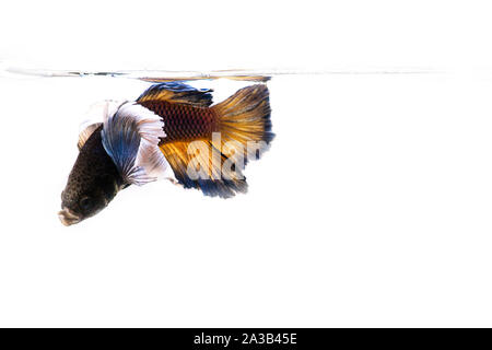 Poissons de combat siamois. Betta poisson dans beau mouvement avec la couleur jaune sur fond noir Banque D'Images