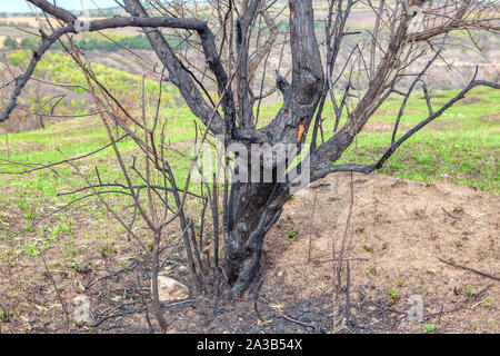 Arbre brûlé noir après le feu dans la forêt Banque D'Images