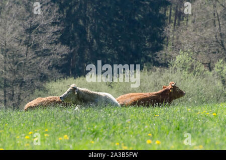 Bos taurus, le bétail sur un pâturage à la campagne en Allemagne Banque D'Images