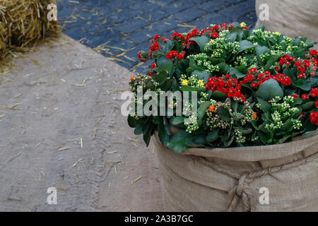 Belle rouge, orange, jaune fleurs Kalanchoe sont enveloppés dans de la toile de jute. Il est connu comme le flaming Katie, Noël Kalanchoe Kalanchoe Tril, fleuriste, Banque D'Images