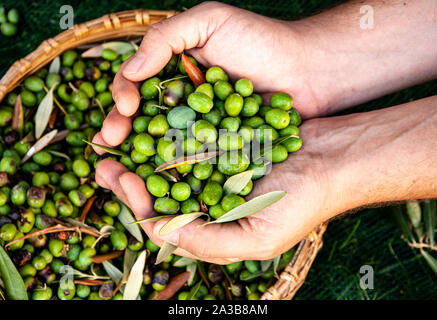 Plein de main d'hommes pendant la récolte des olives fraîchement cueillies en Toscane, Italie Banque D'Images