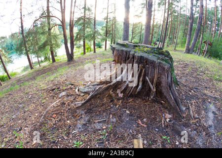 Arbre en forêt. La déforestation de l'image concept Banque D'Images