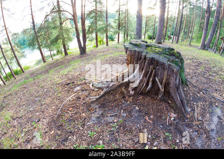 Arbre en forêt. La déforestation de l'image concept Banque D'Images