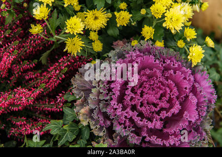 Purple chou ornemental à côté de chrysanthèmes jaunes et fleurs. Erica bourgogne Automne fond. Banque D'Images