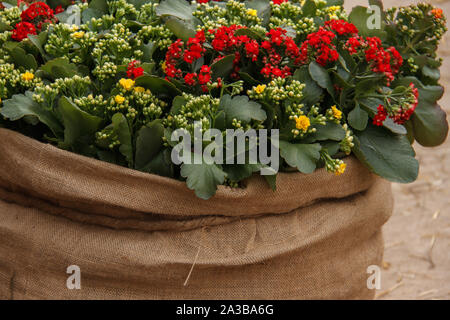 Belle rouge, orange, jaune fleurs Kalanchoe sont enveloppés dans de la toile de jute. Il est connu comme le flaming Katie, Noël Kalanchoe Kalanchoe Tril, fleuriste, Banque D'Images