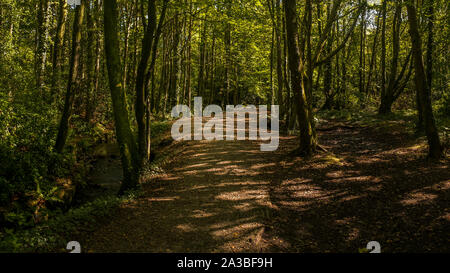 Une vue panoramique sur un sentier de bois de hêtre en inTehidy Country Park, le plus grand domaine de forêt dans la région de West Cornwall. Banque D'Images