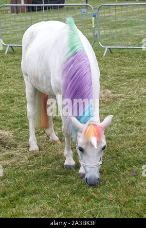 Poney Licorne enchantée Banque D'Images