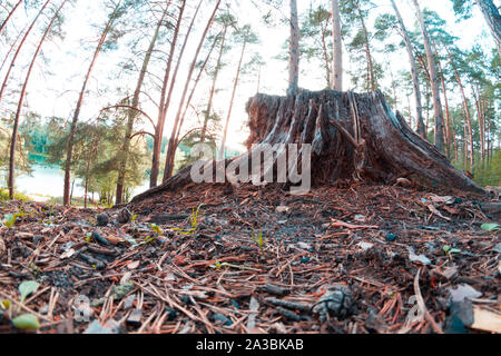 Arbre en forêt. La déforestation de l'image concept Banque D'Images