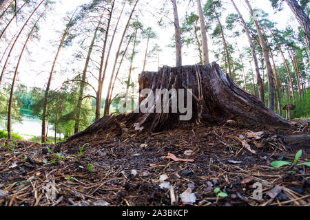 Arbre en forêt. La déforestation de l'image concept Banque D'Images