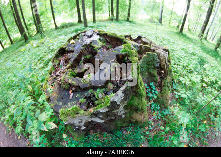 Arbre en forêt. La déforestation de l'image concept Banque D'Images