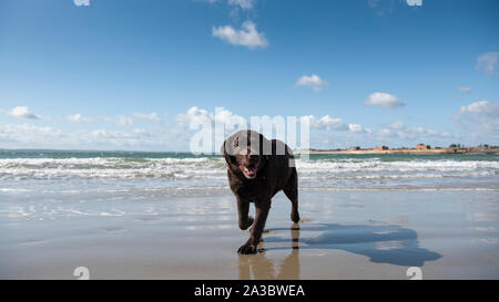 Promenade de chien labrador chocolat à Hayling Island Beach Banque D'Images