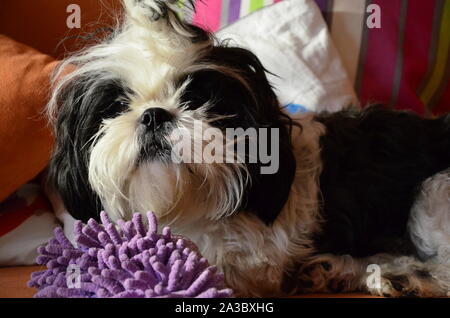 Shih-tzu dog sitting on a couch Banque D'Images