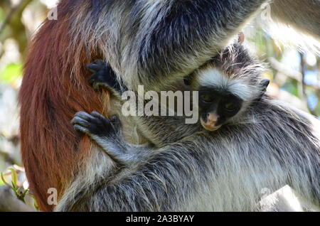 Deux singes colobus rouge sur un arbre Banque D'Images