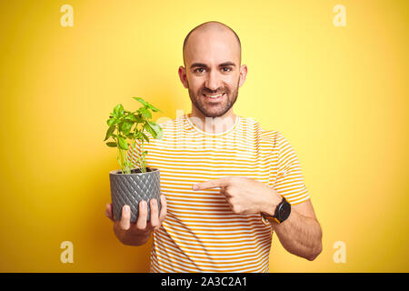 Jeune homme tenant le basilic plat terrain isolé sur fond jaune très heureux pointant avec la main et des doigts Banque D'Images